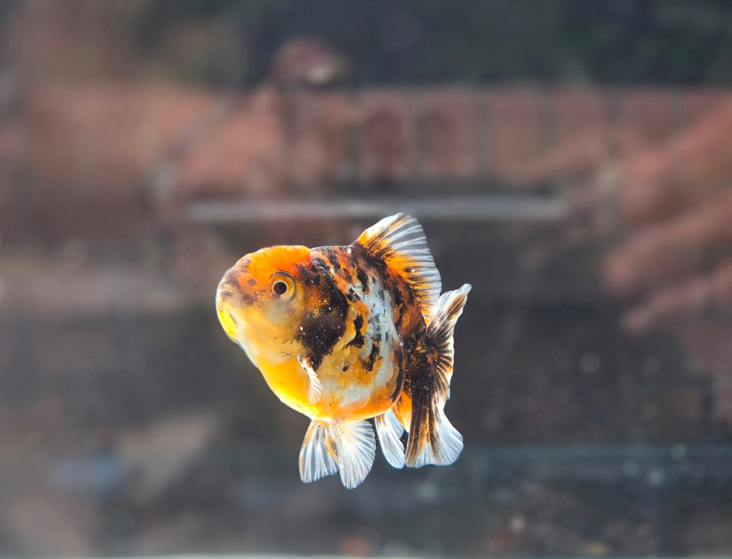 Shogun Short Tail Oranda June31