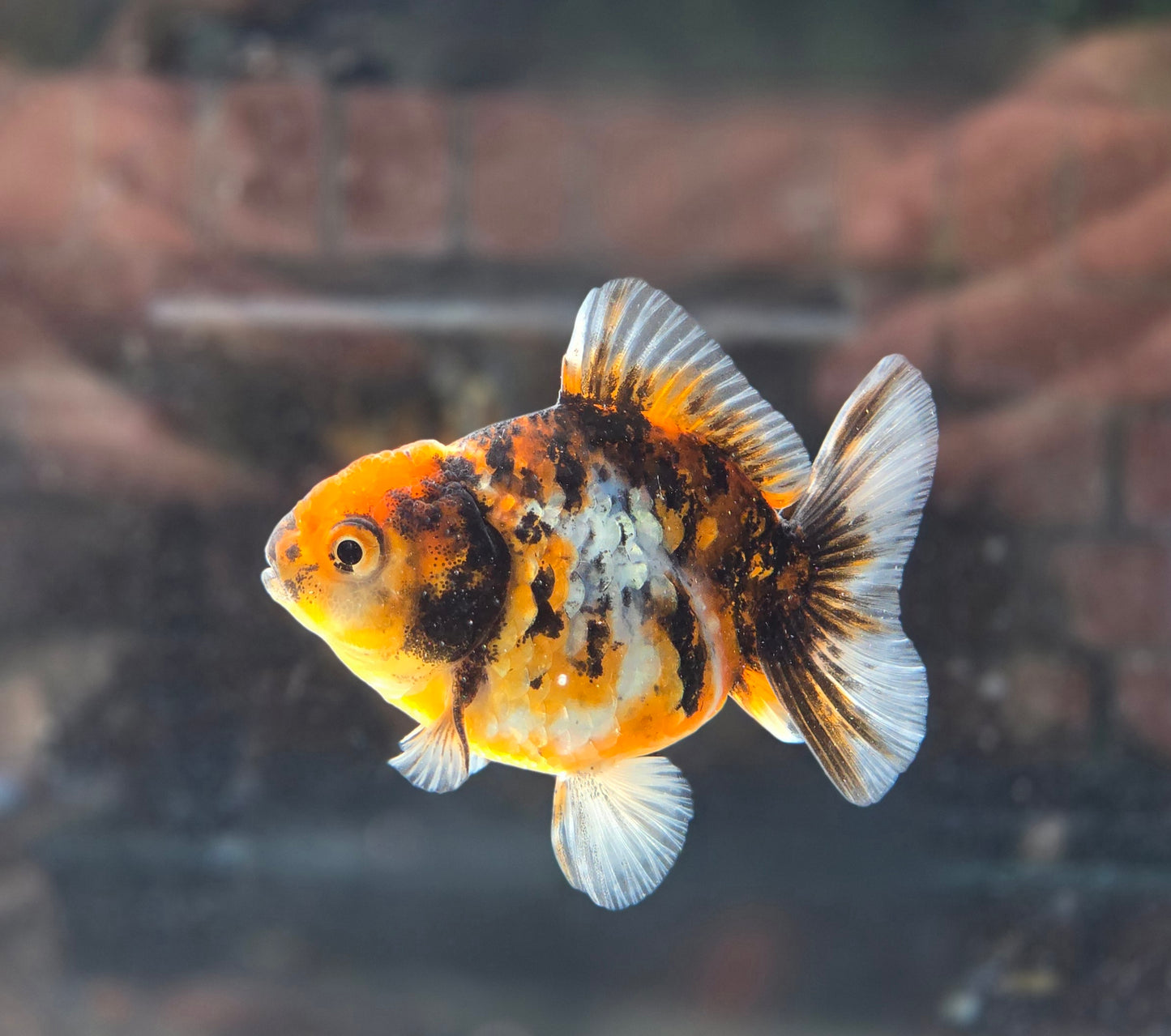 Shogun Short Tail Oranda June31