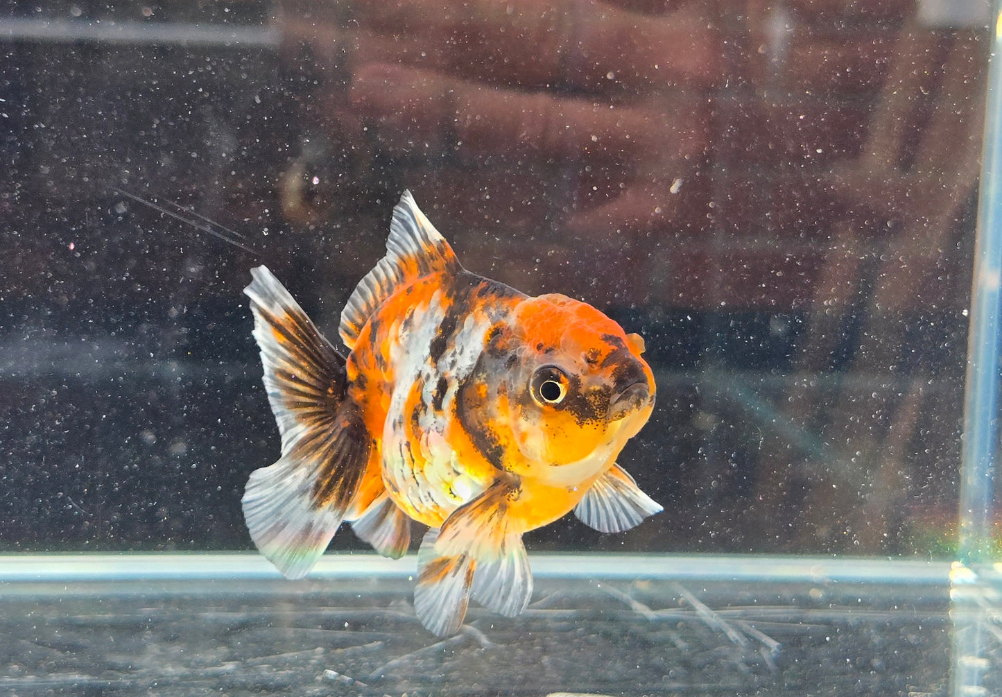 Shogun Short Tail Oranda June31