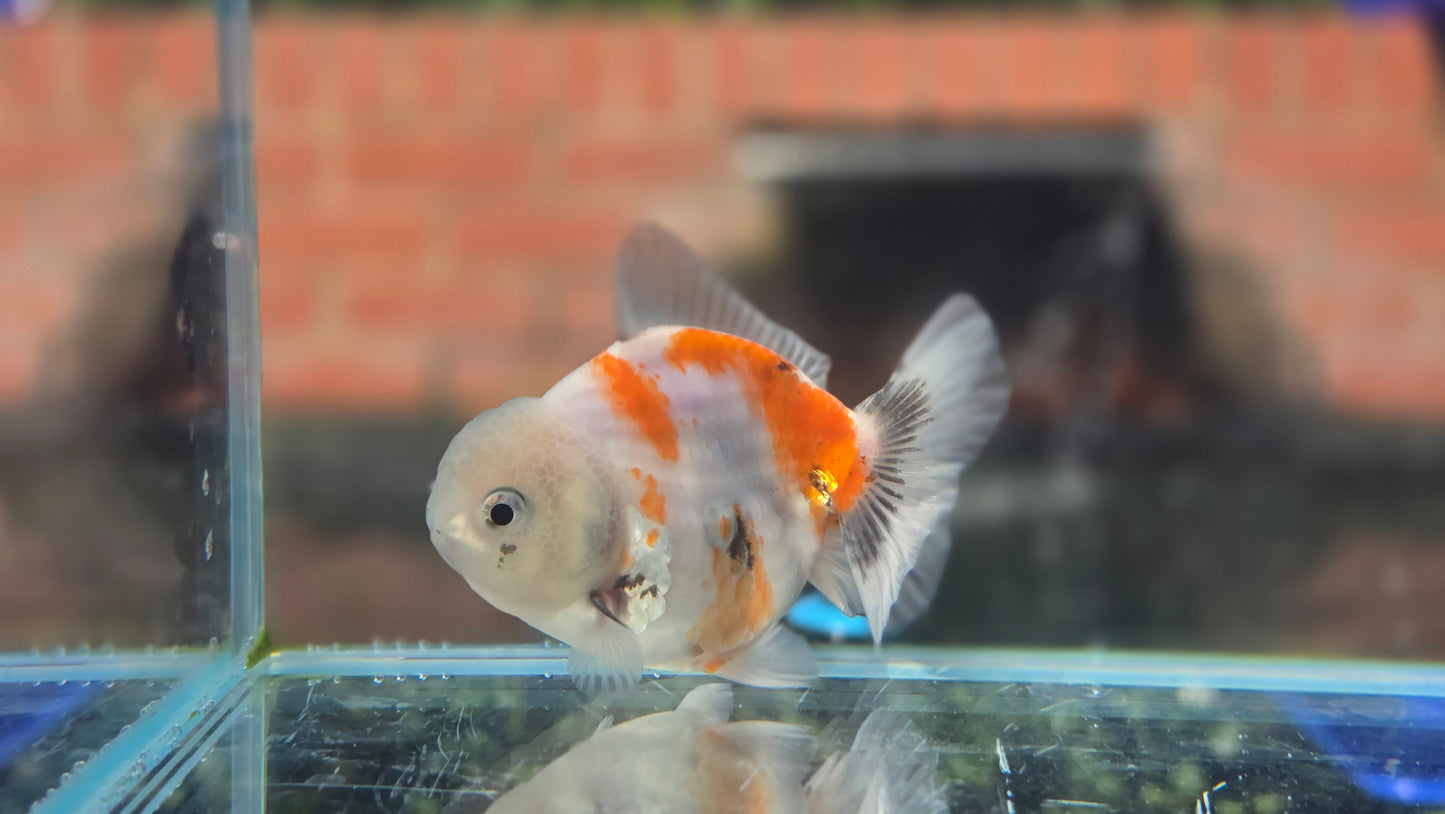 Shogun Short Tail Oranda June002