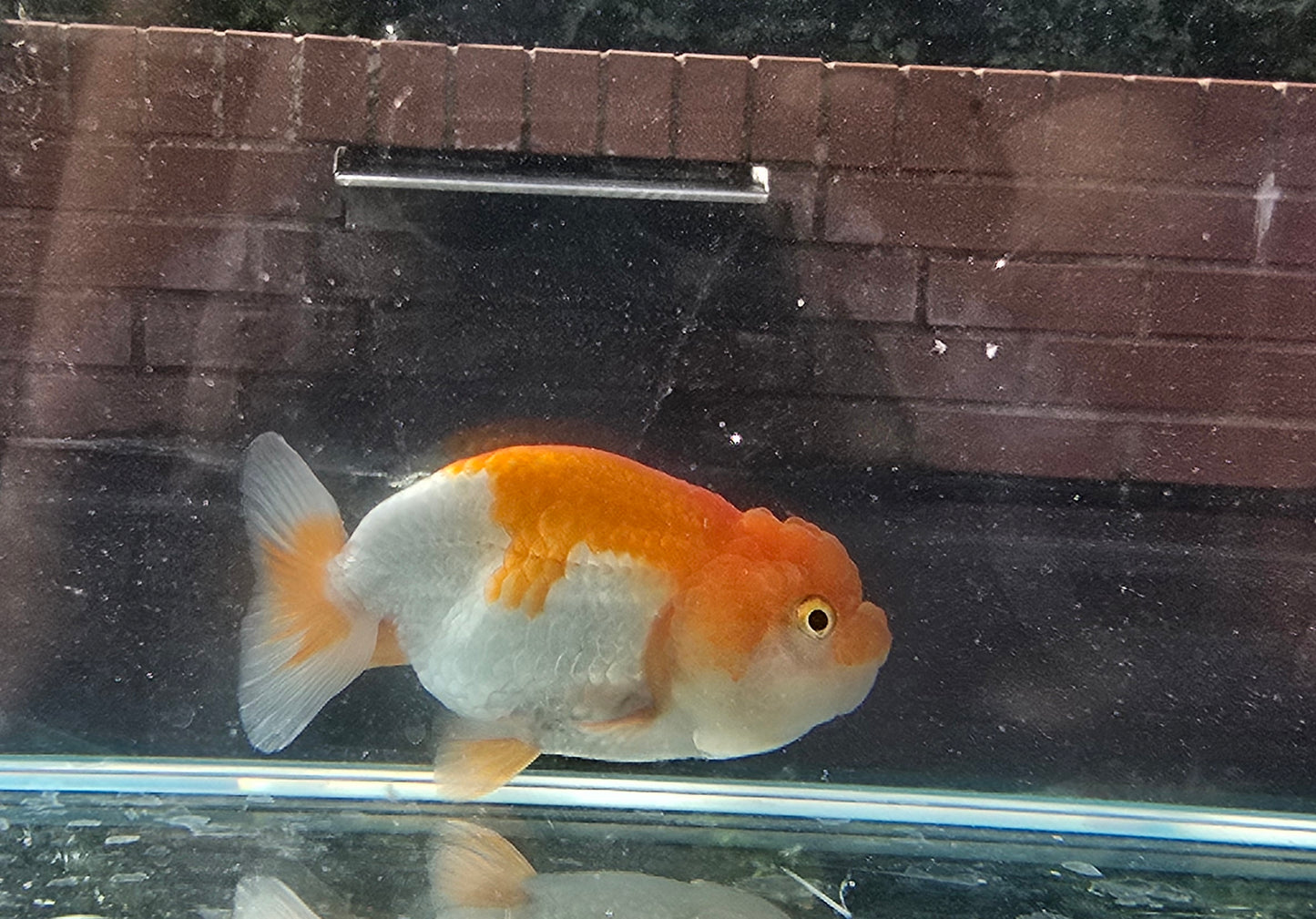 Oranda 20005