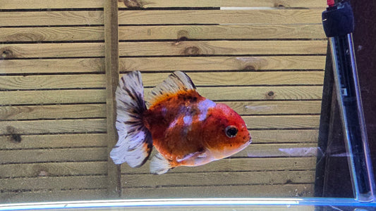 Shogun Short Tail Oranda June43