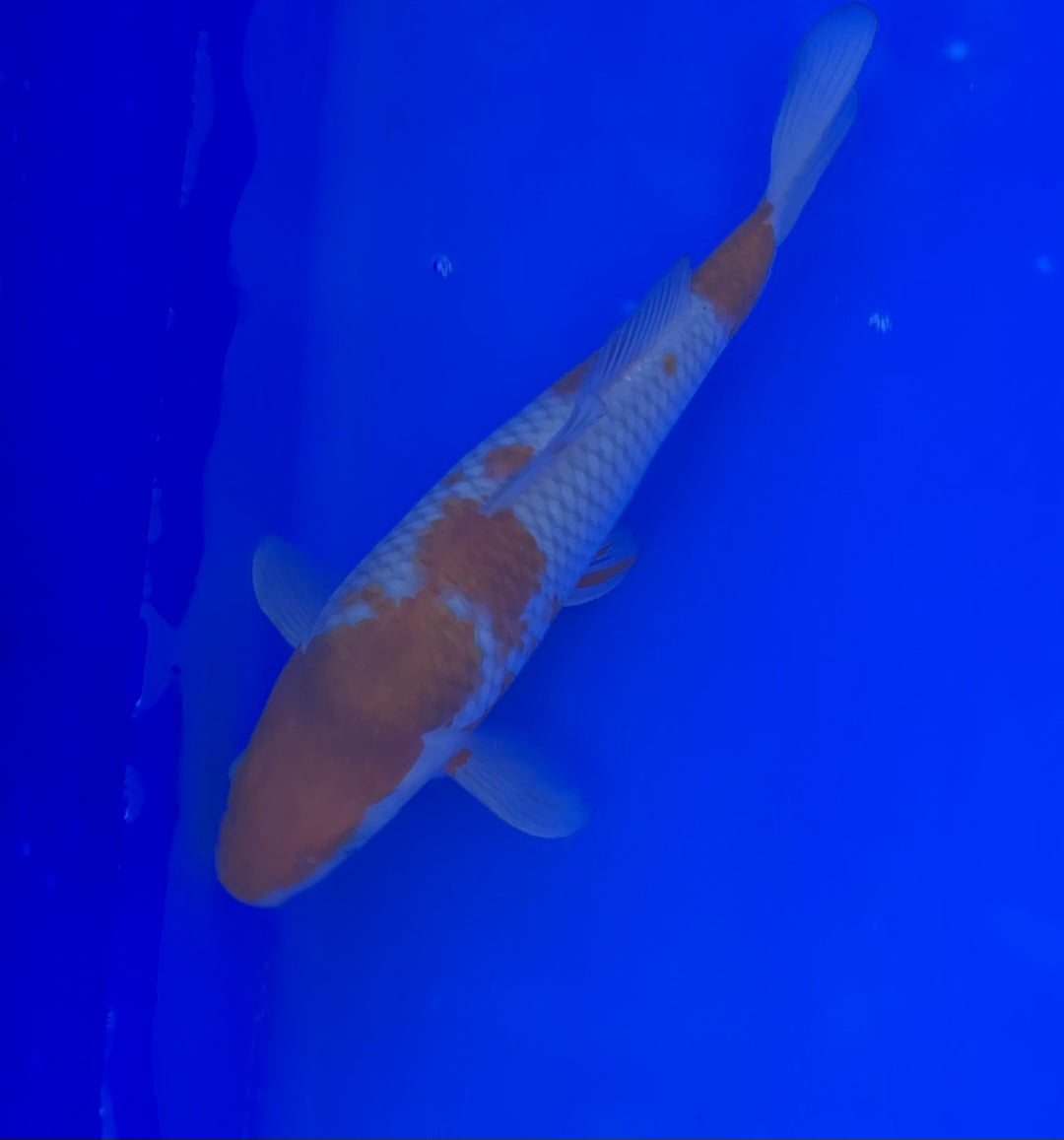 Japanese Koi Ochiba 25003