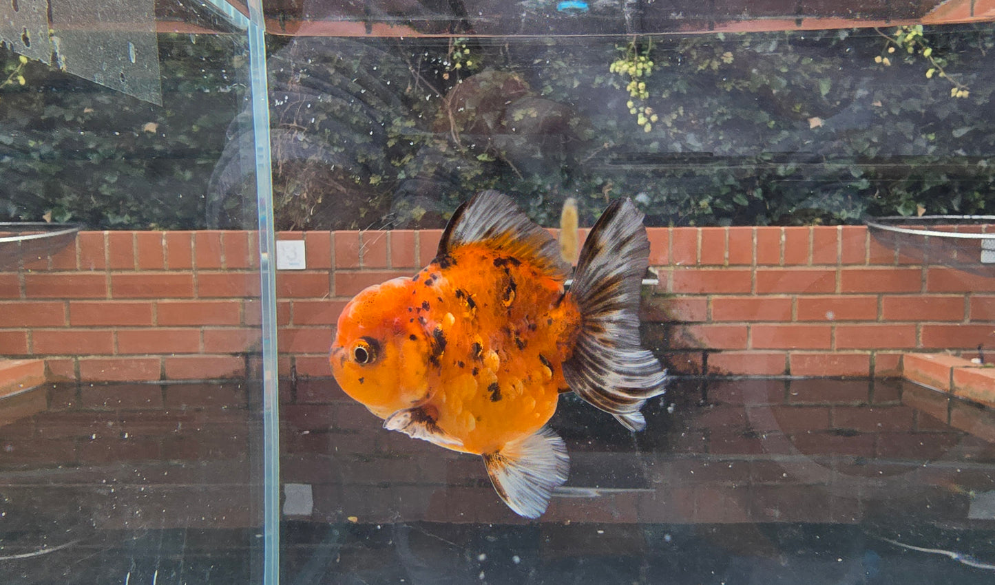 Shogun Short Tail Oranda Sep002