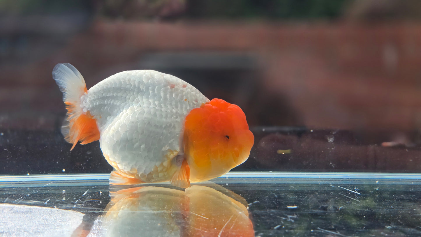 Ranchu June18