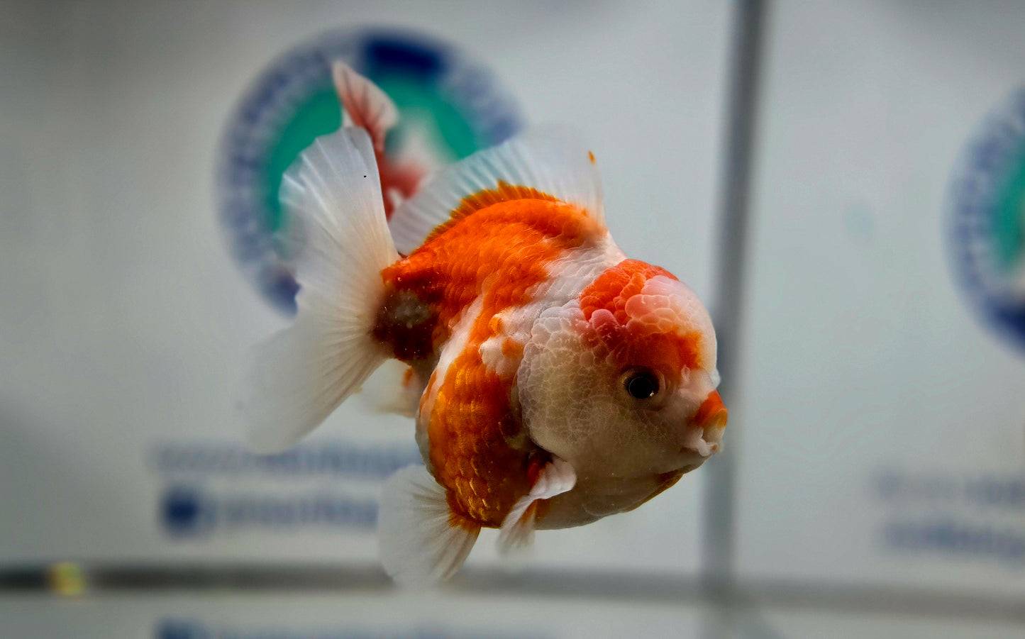 Sakura Oranda Aug001