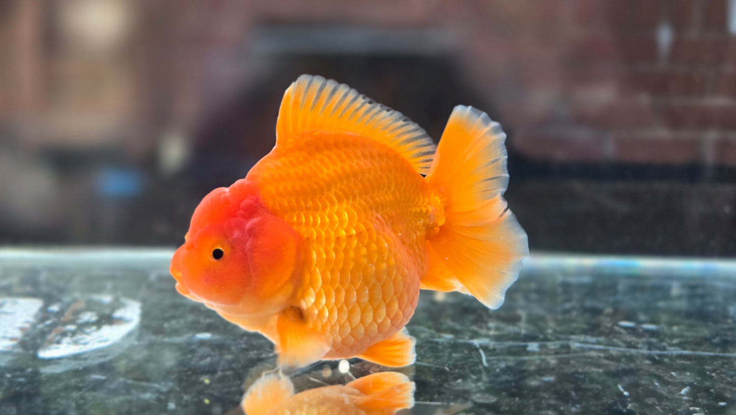 VHQ Shogun Oranda July002
