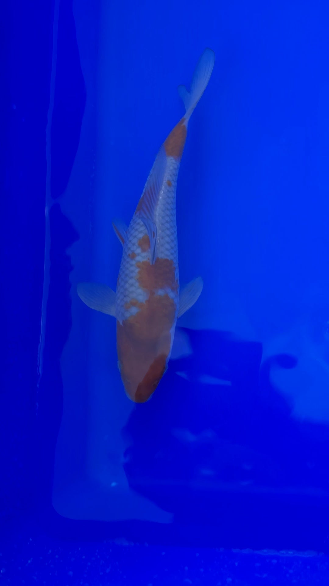 Japanese Koi Ochiba 25003