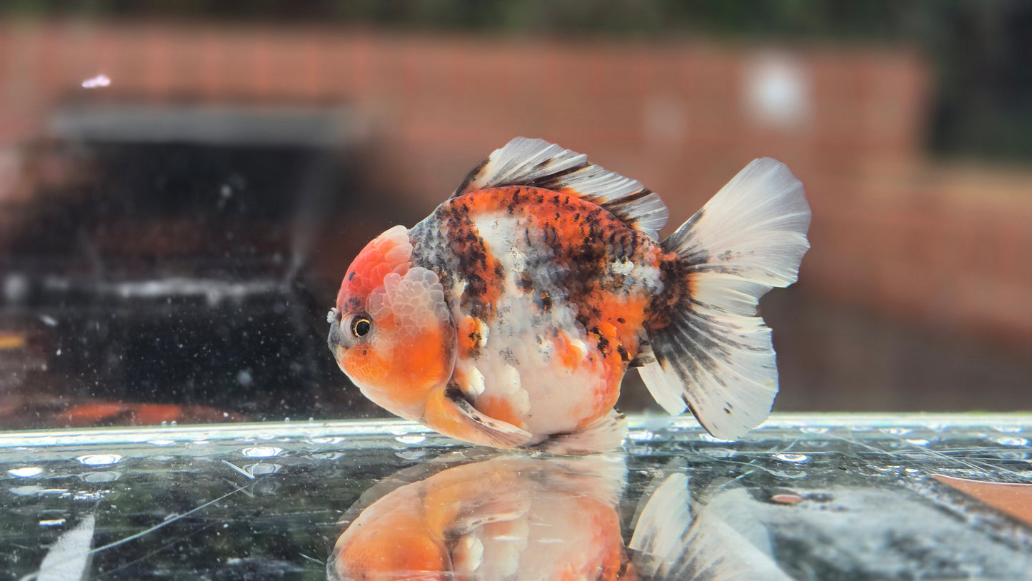 HQ Short Tail Oranda July009
