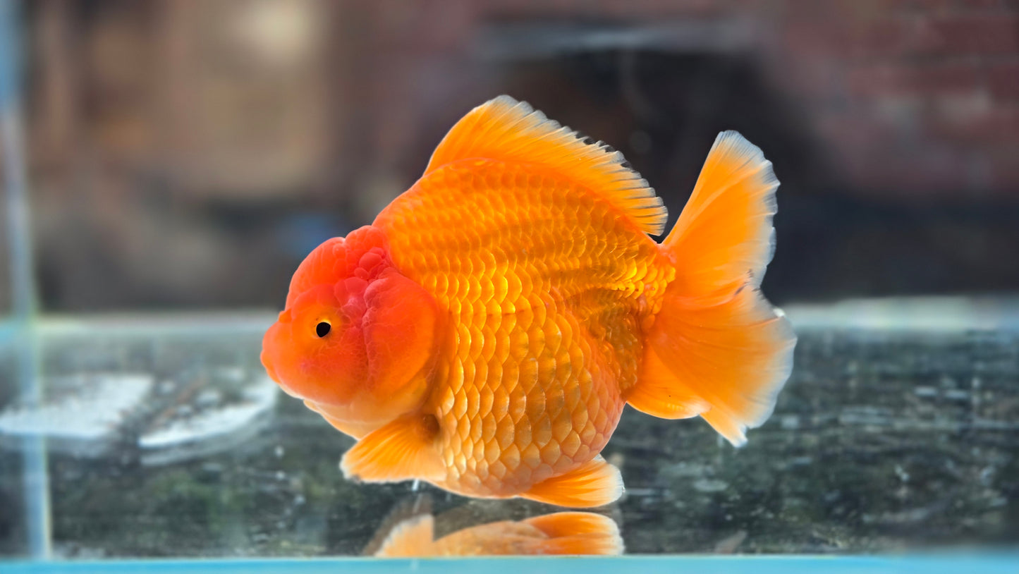 VHQ Shogun Oranda July002