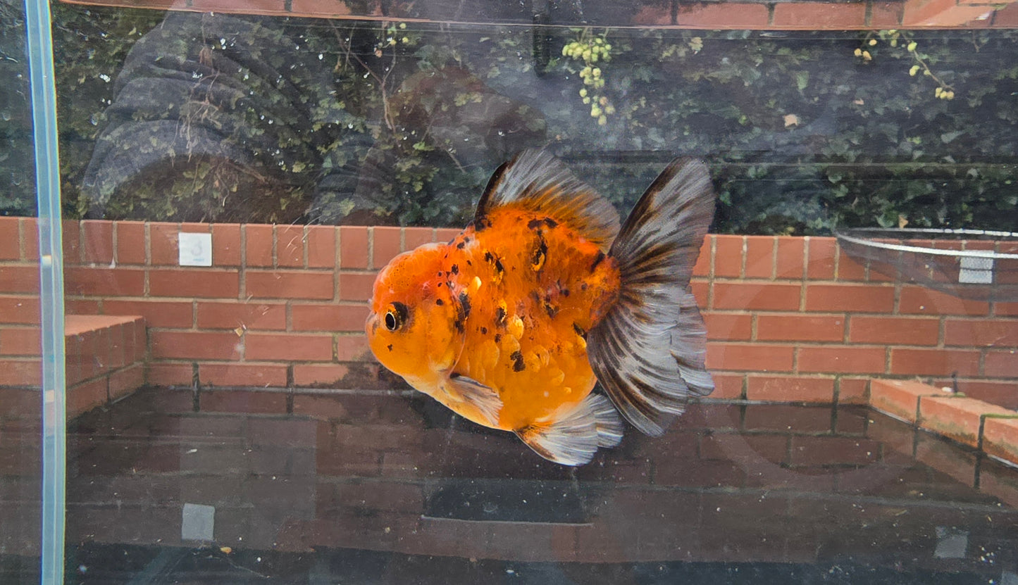 Shogun Short Tail Oranda Sep002