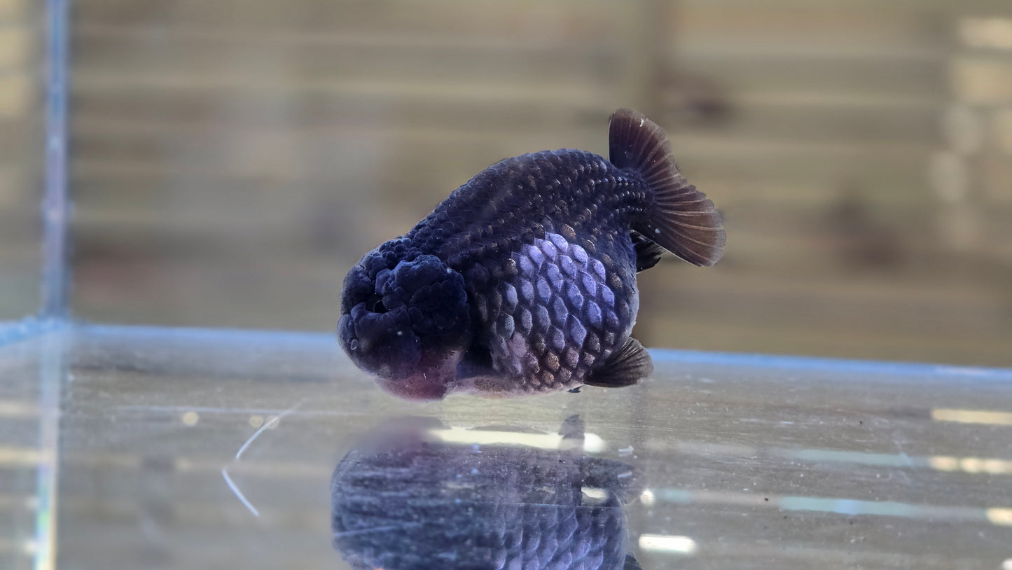 Ochiba Ranchu J26003