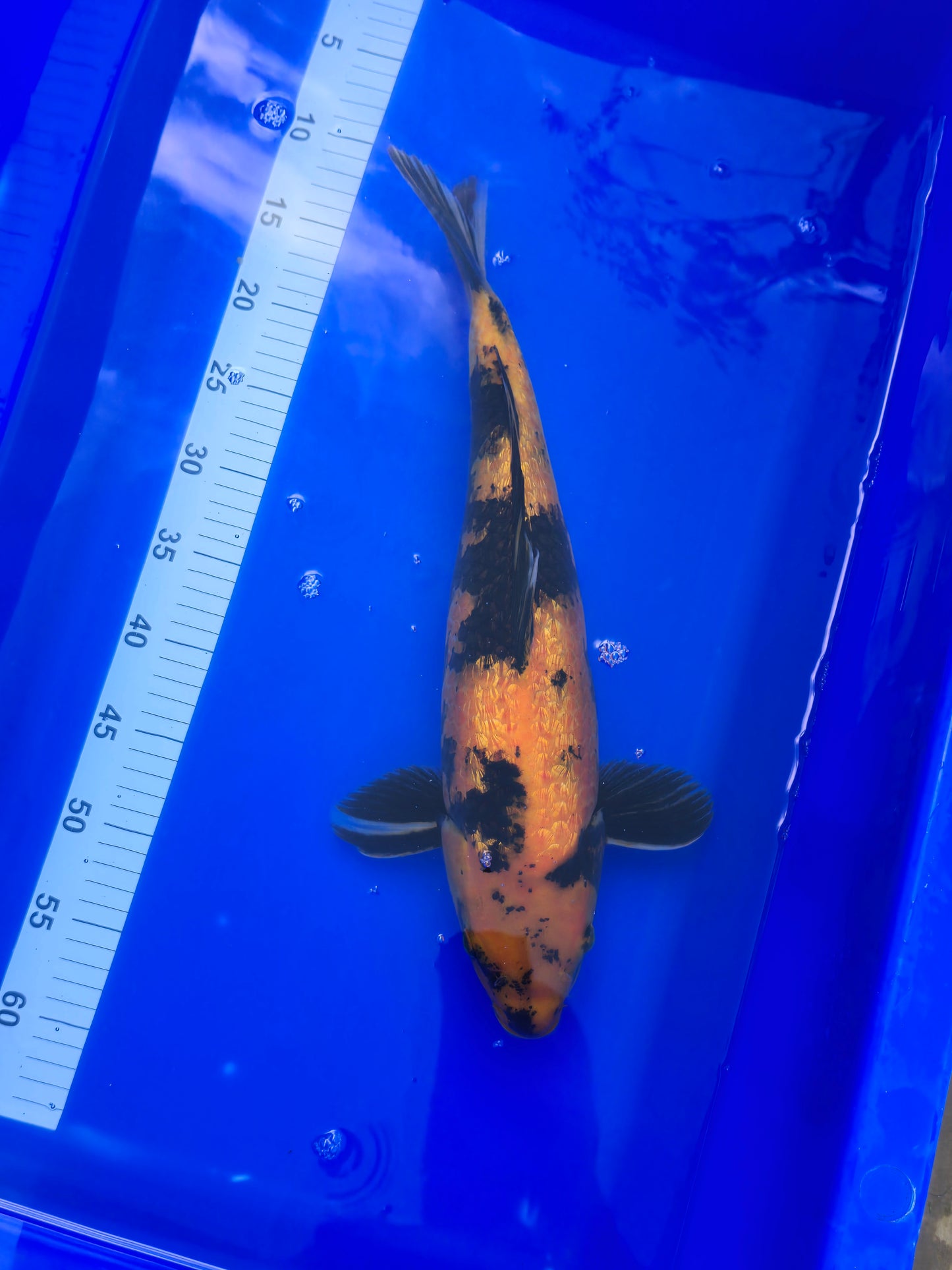 Japanese Koi Ki Utsuri 25001