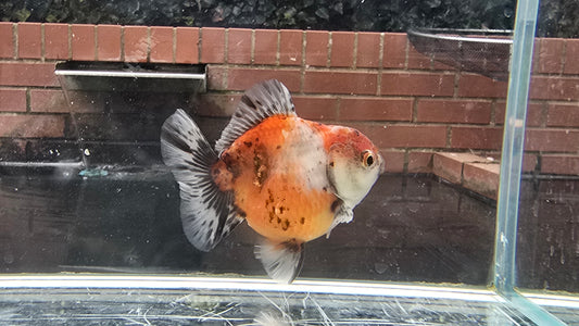 Shogun Short Tail Oranda Sep009 T2