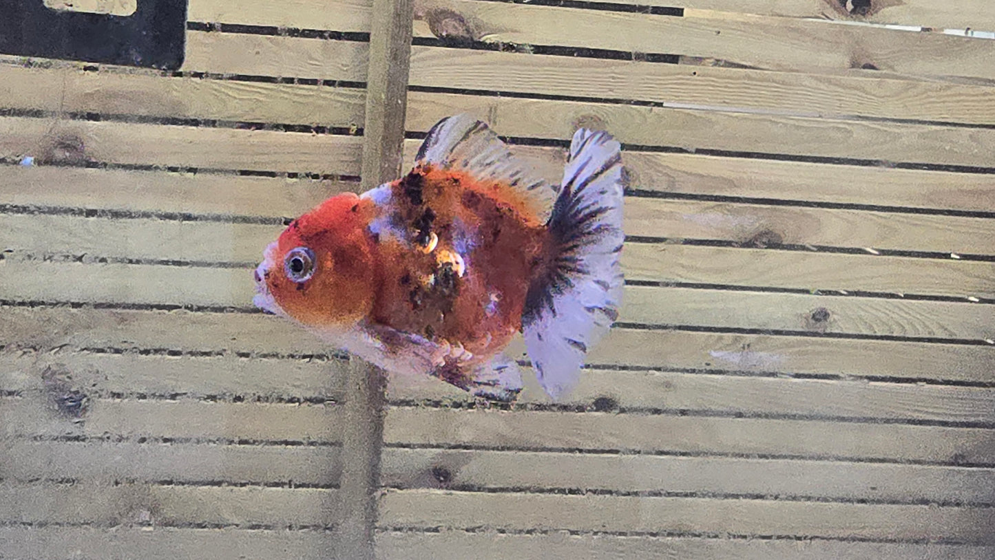 Shogun Short Tail Oranda June43