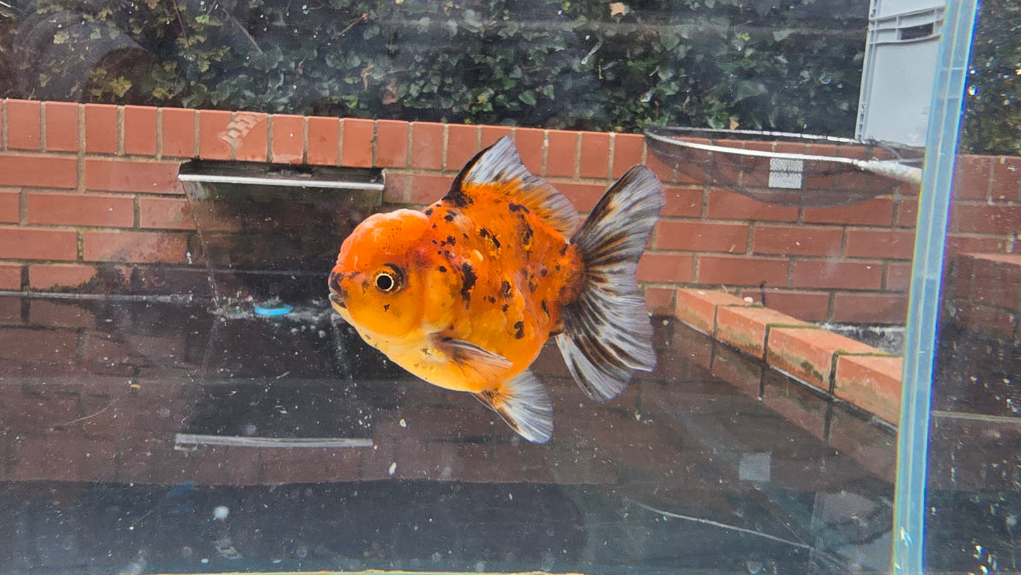 Shogun Short Tail Oranda Sep004
