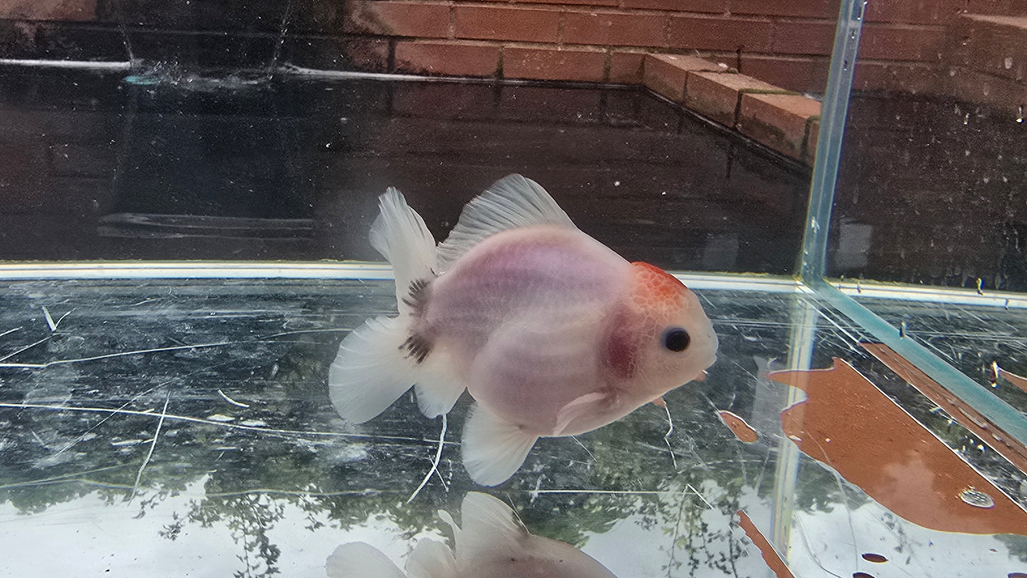 Shogun Short Tail Oranda Sep012 T2