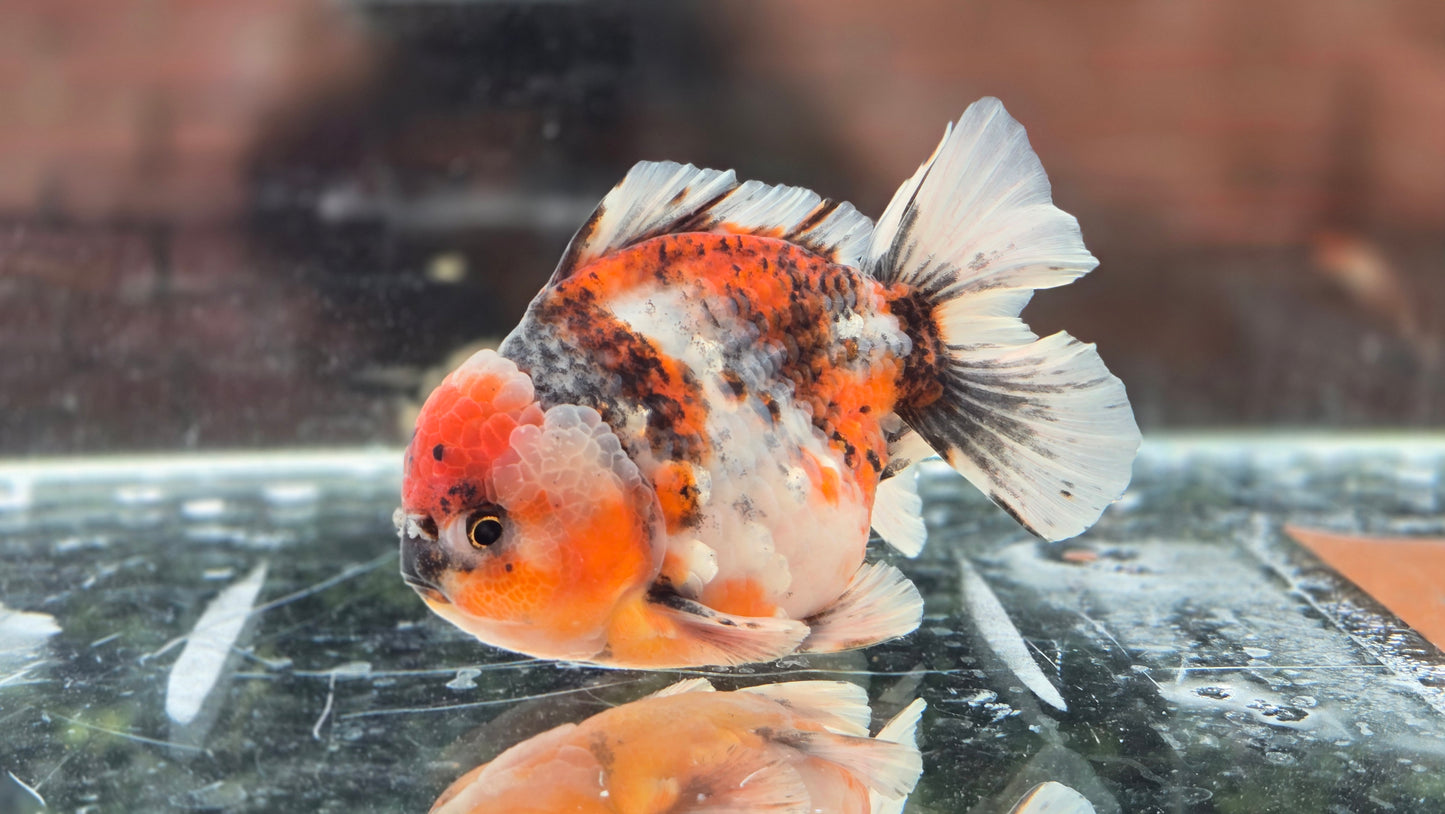 HQ Short Tail Oranda July009