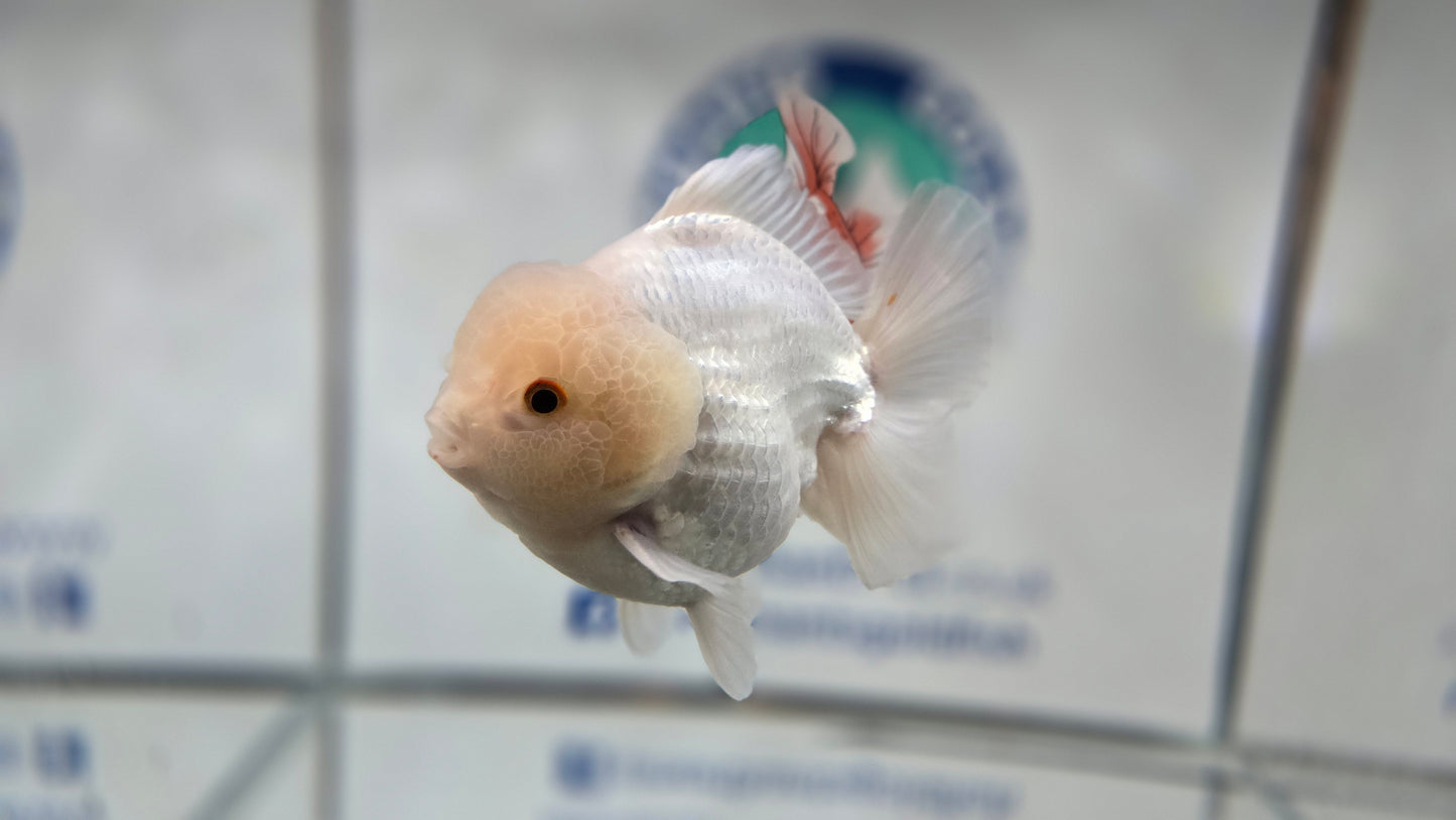 Short Tail Oranda Aug004
