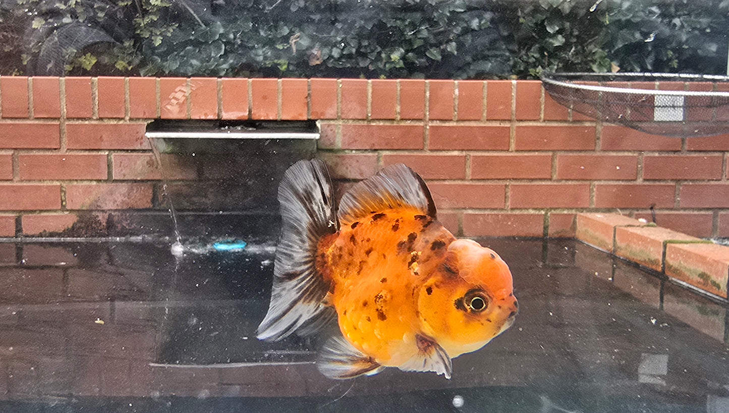 Shogun Short Tail Oranda Sep002