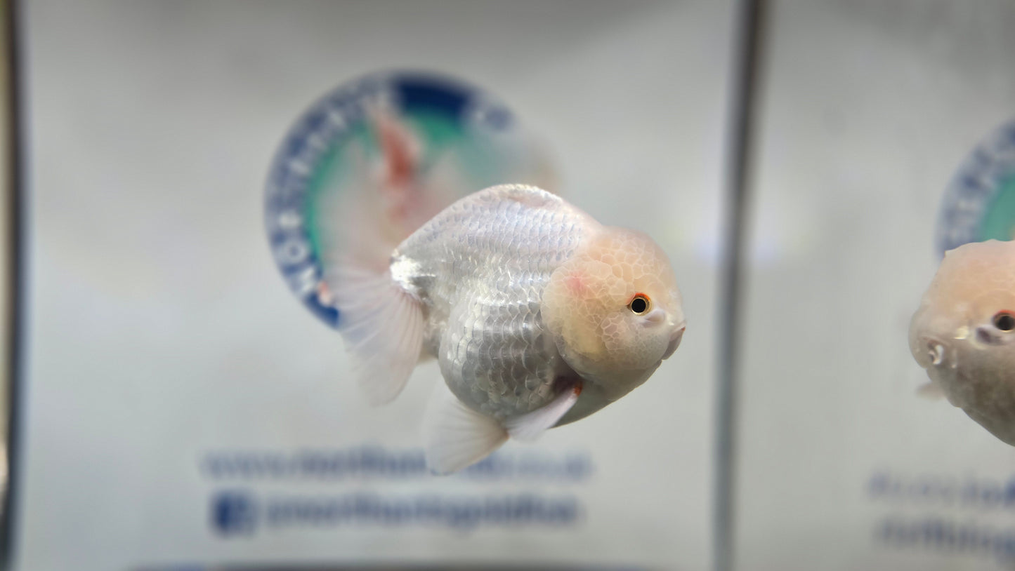 Short Tail Oranda Aug004