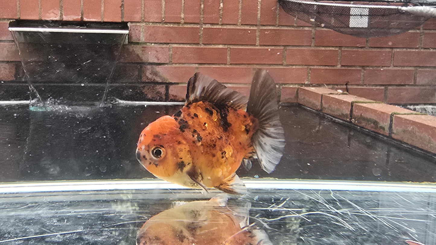 Shogun Short Tail Oranda Sep011
T2