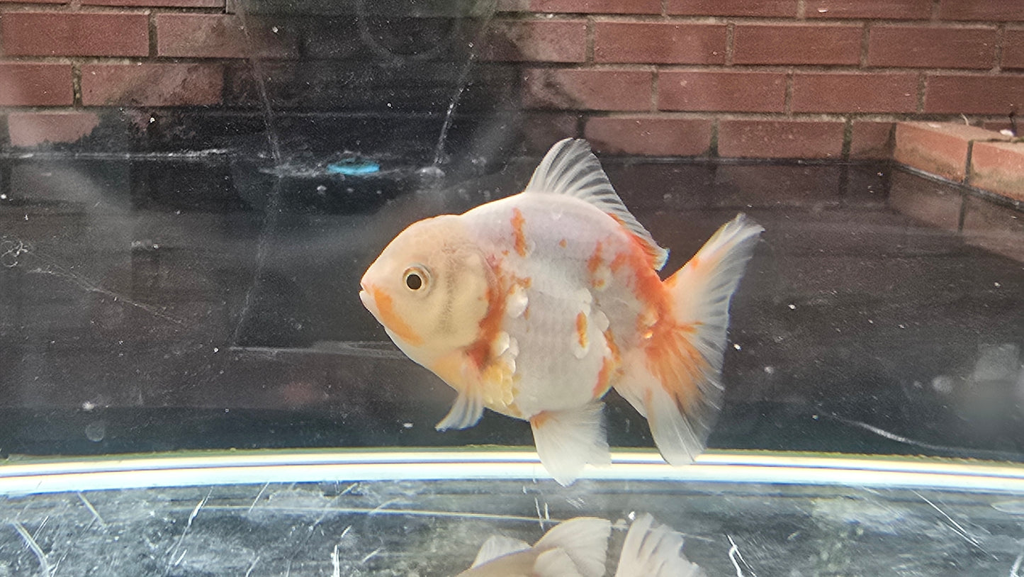 Shogun Short Tail Oranda Sep008