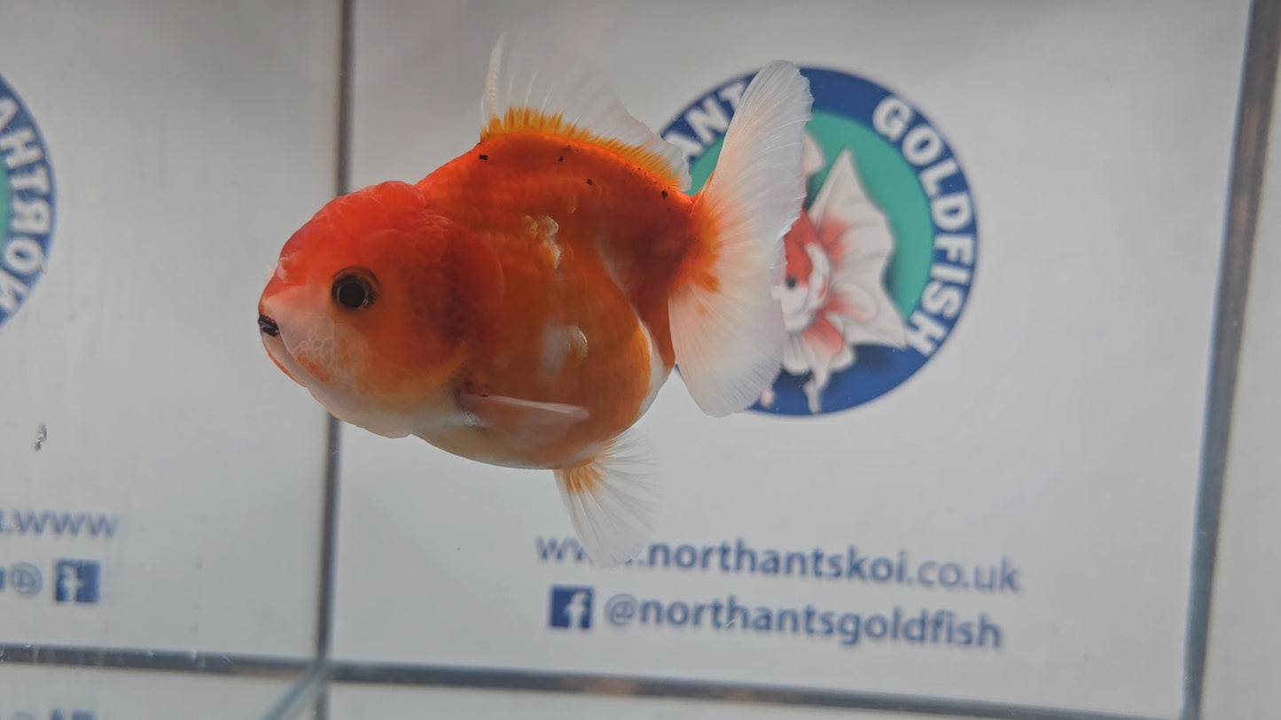 Short Tail Oranda Aug003