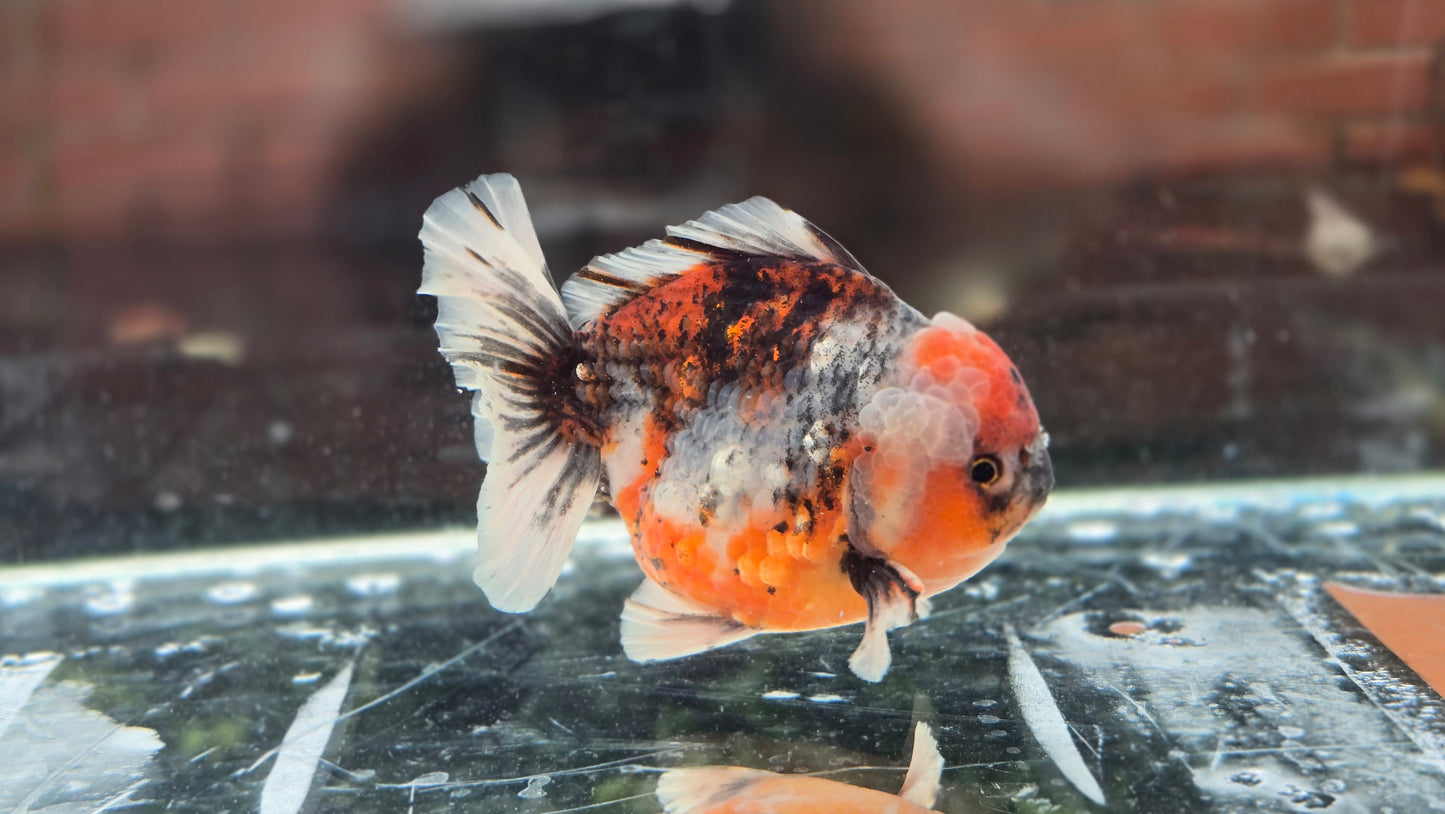 HQ Short Tail Oranda July009