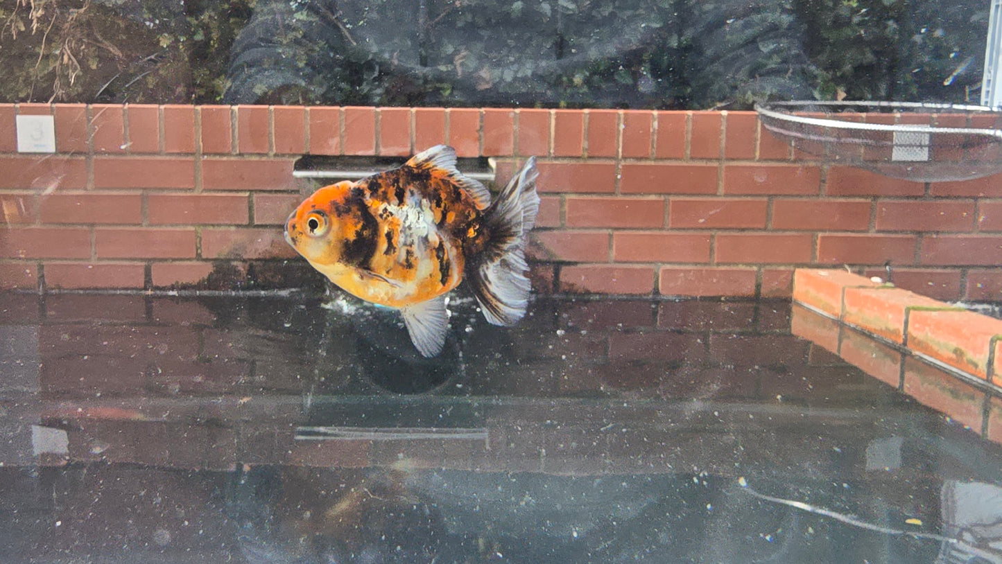 Shogun Short Tail Oranda Sep007