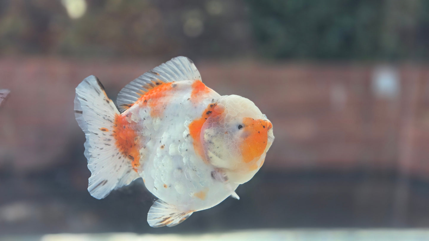 VHQ Shogun Oranda July003