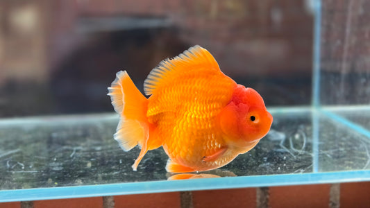 VHQ Shogun Oranda July002