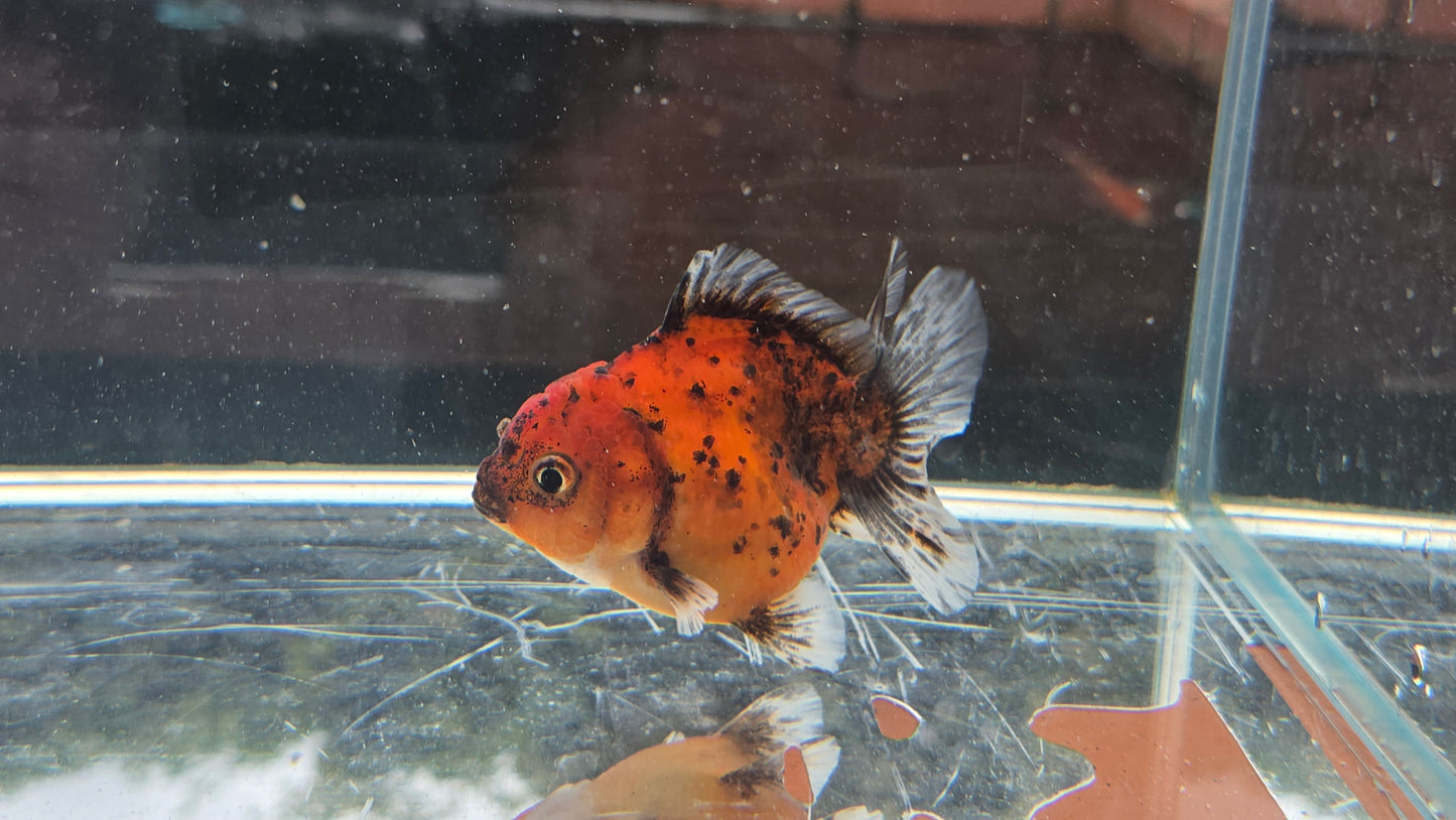 Shogun Short Tail Oranda Sep010 T2