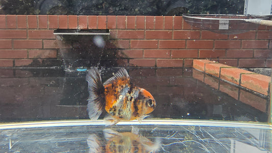 Shogun Short Tail Oranda Sep007