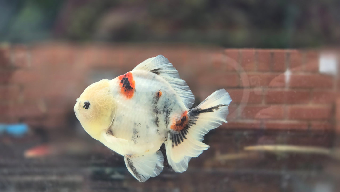 HQ Short Tail Oranda July008