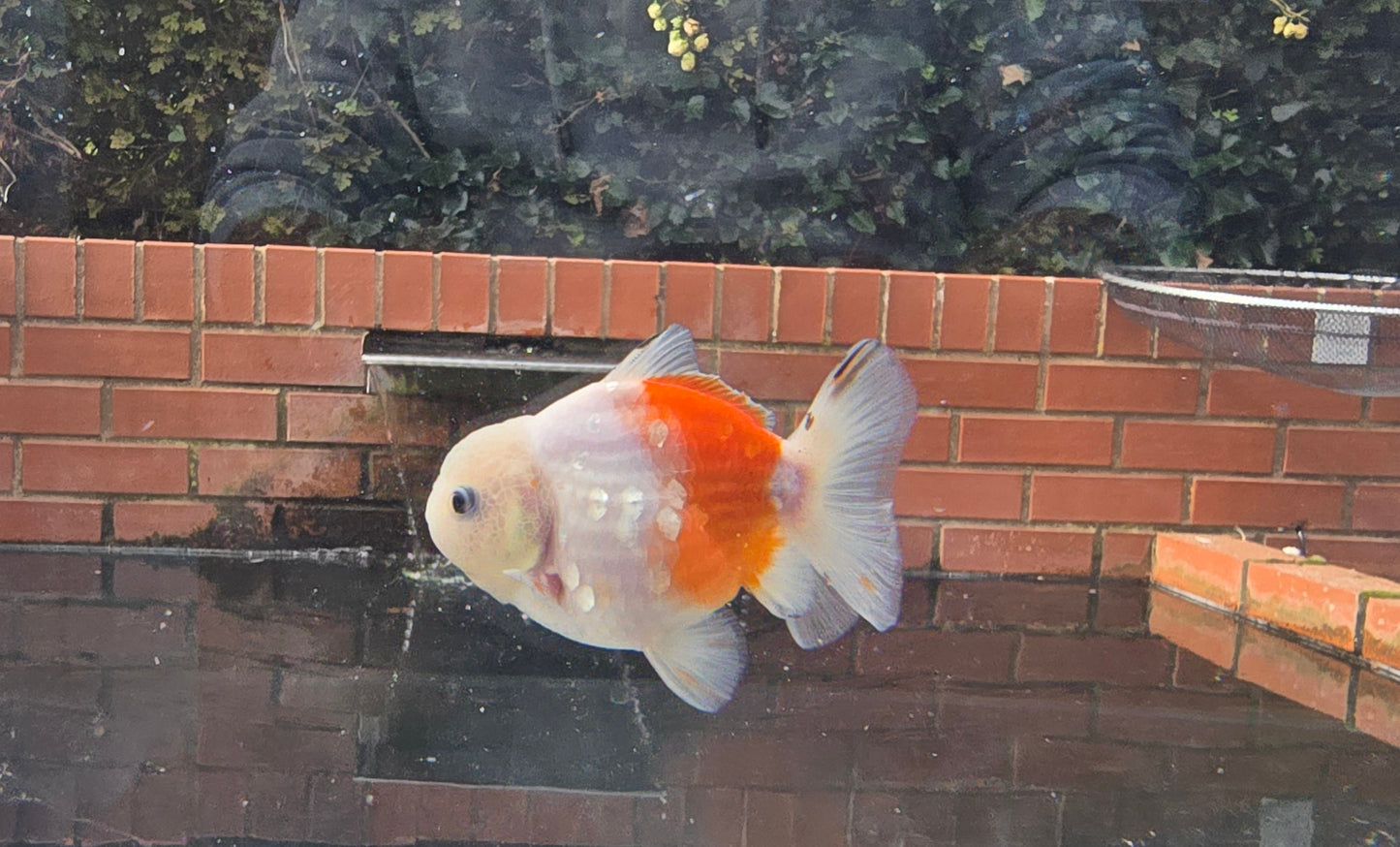Shogun Short Tail Oranda Sep005