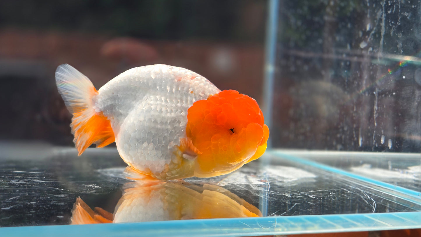 Ranchu June18