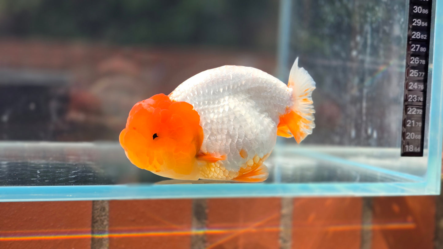 Ranchu June18
