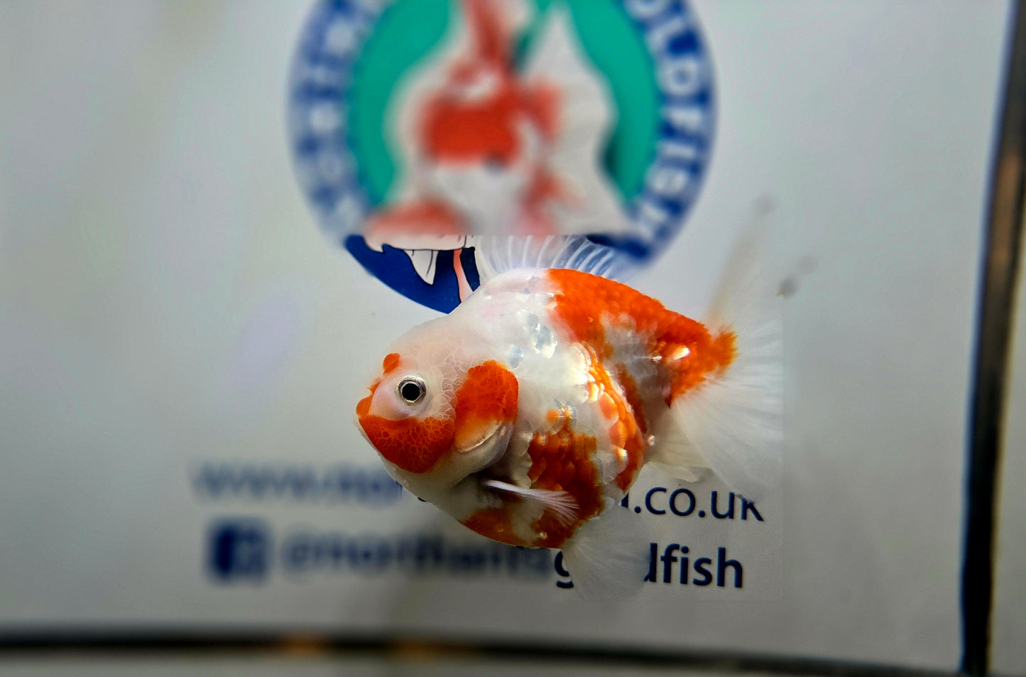 Sakura Oranda Aug002