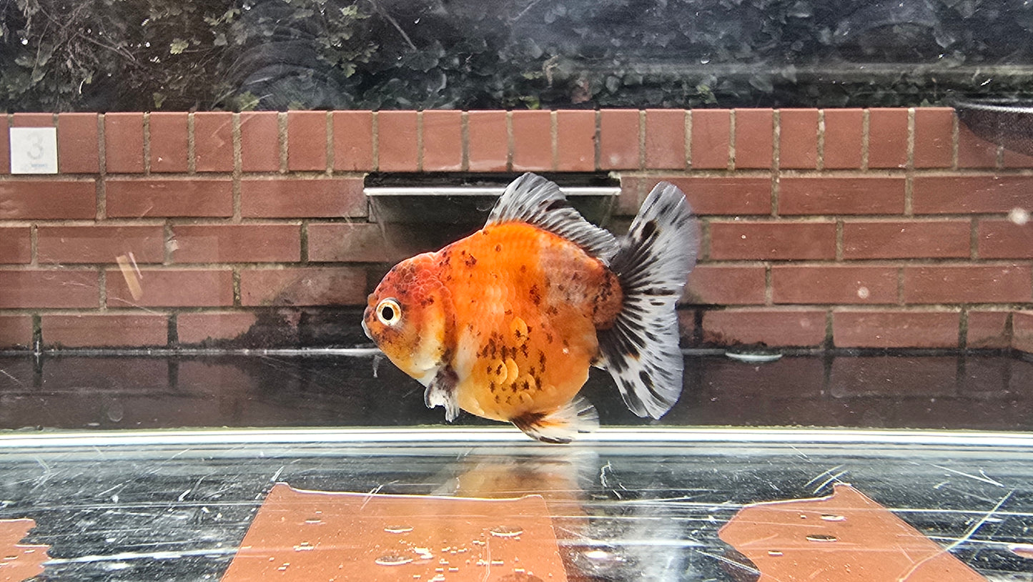 Shogun Short Tail Oranda Sep009 T2