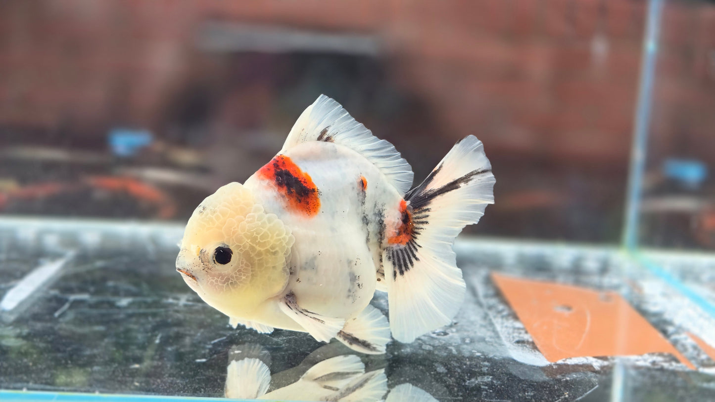 HQ Short Tail Oranda July008