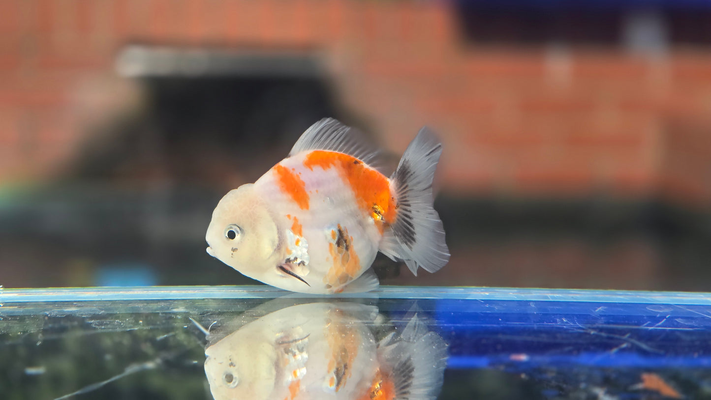 Shogun Short Tail Oranda June002
