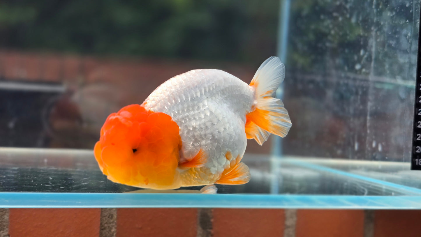 Ranchu June18