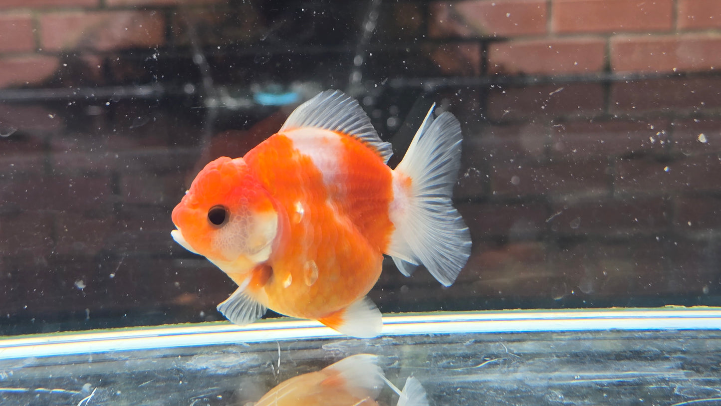Shogun Short Tail Oranda Sep003