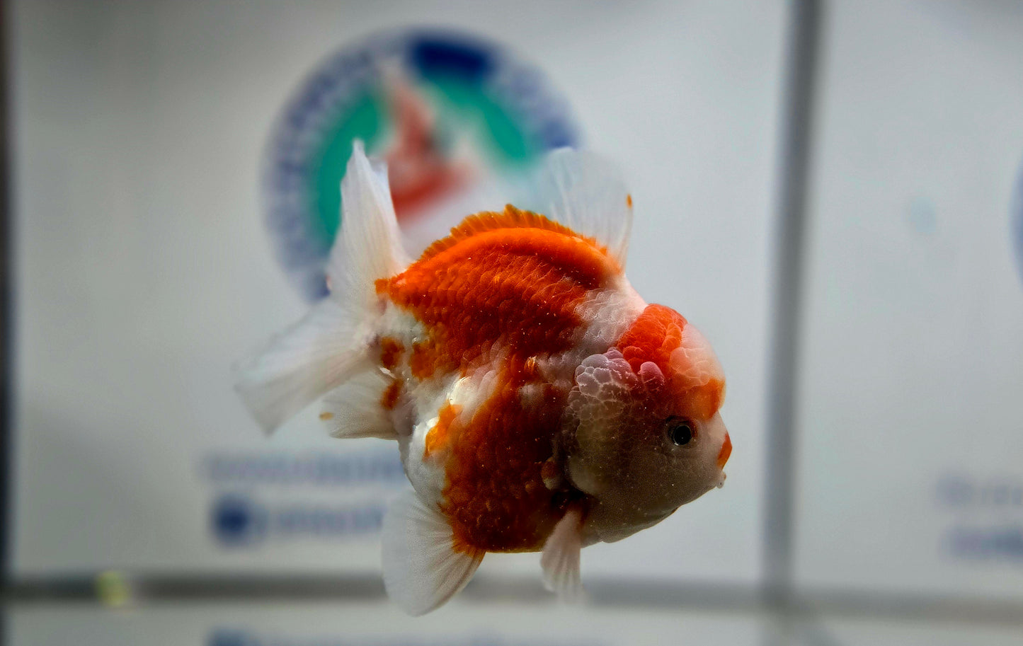 Sakura Oranda Aug001