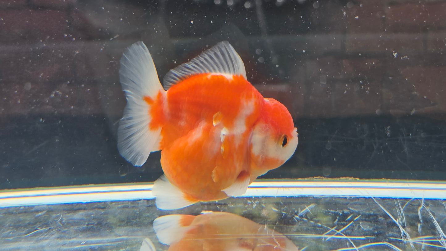 Shogun Short Tail Oranda Sep003