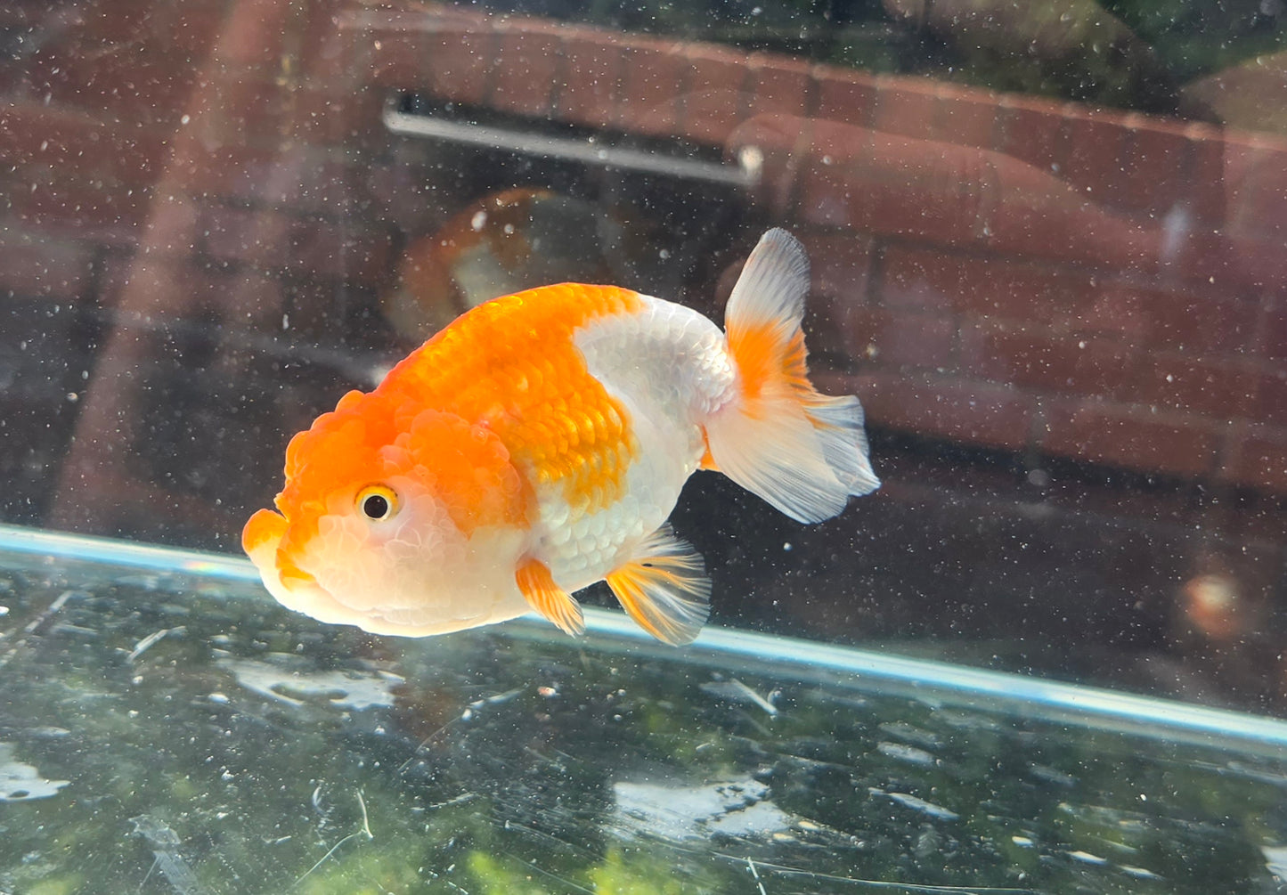 Oranda 20005