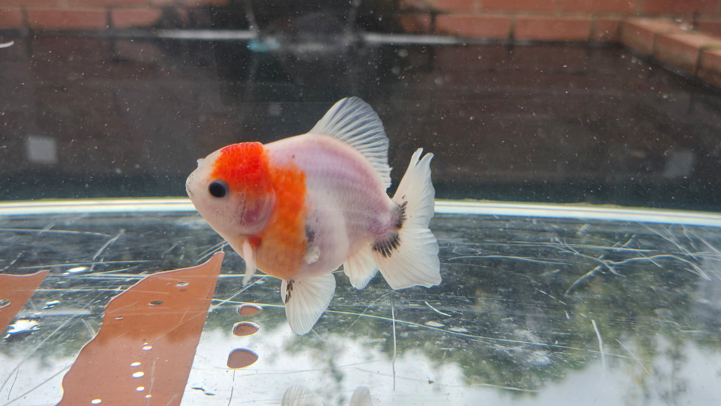 Shogun Short Tail Oranda Sep012 T2