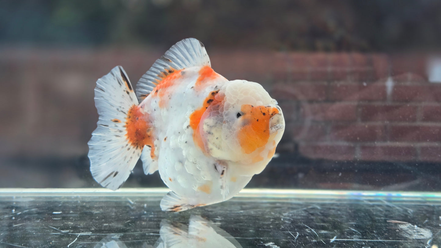 VHQ Shogun Oranda July003