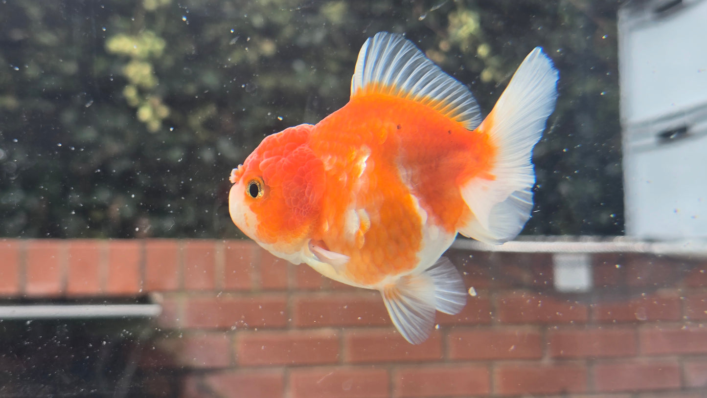 Shogun Short Tail Oranda Sep001